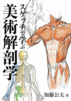 Art anatomy learned from sketches by Kota Kato